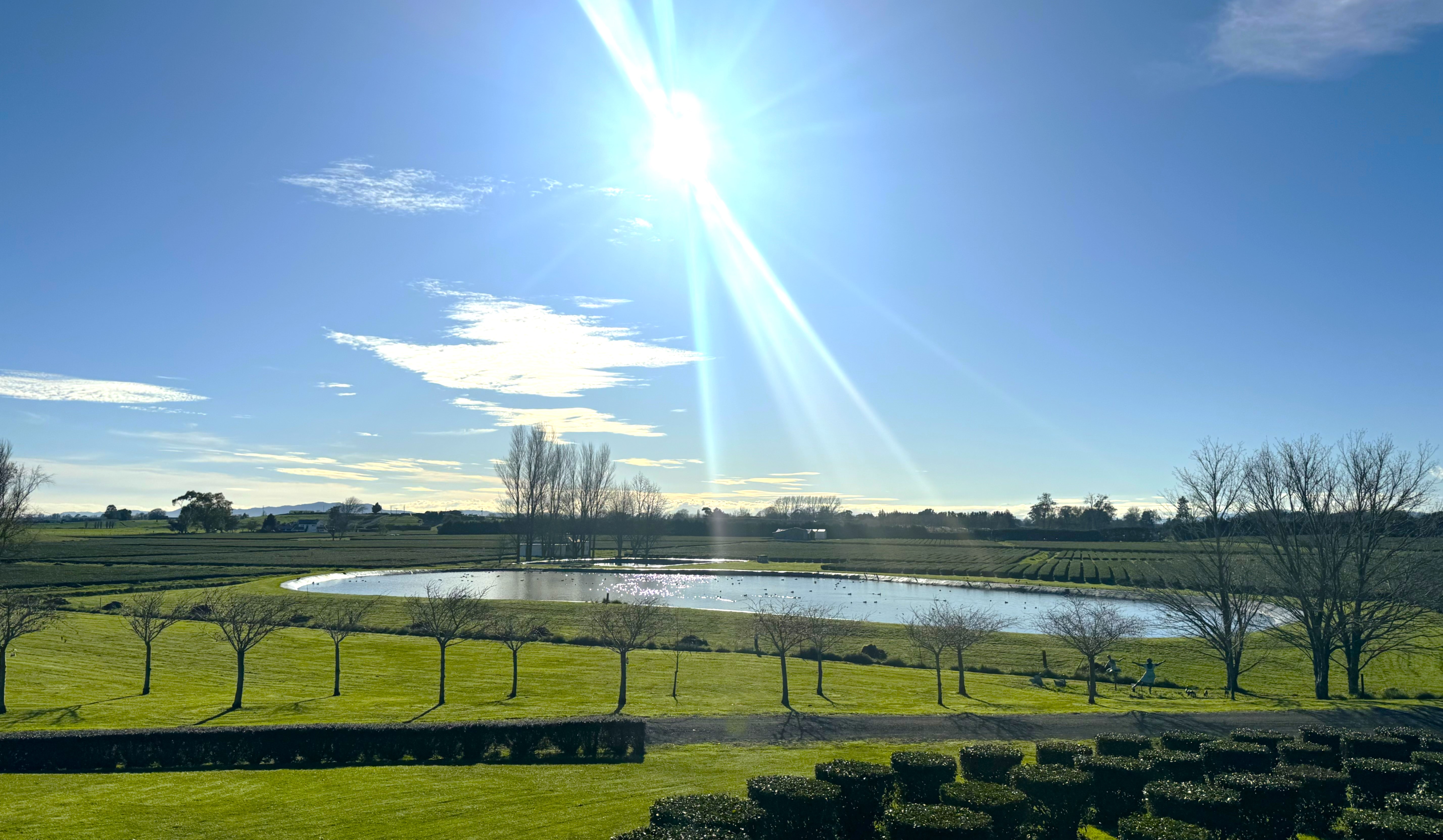 Fields of growing tea and a pond.
