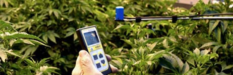 Dr. Bruce Bugbee inspecting Cannabis with an Apogee MQ-500