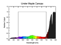 Under Maple Canopy Spectral Graph