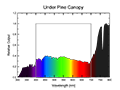 Under Pine Canopy Spectral Graph