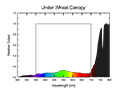 Under Wheat Canopy Spectral Graph