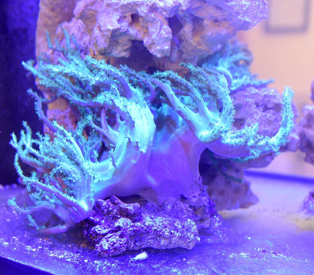 Happy coral in the Apogee saltwater aquarium