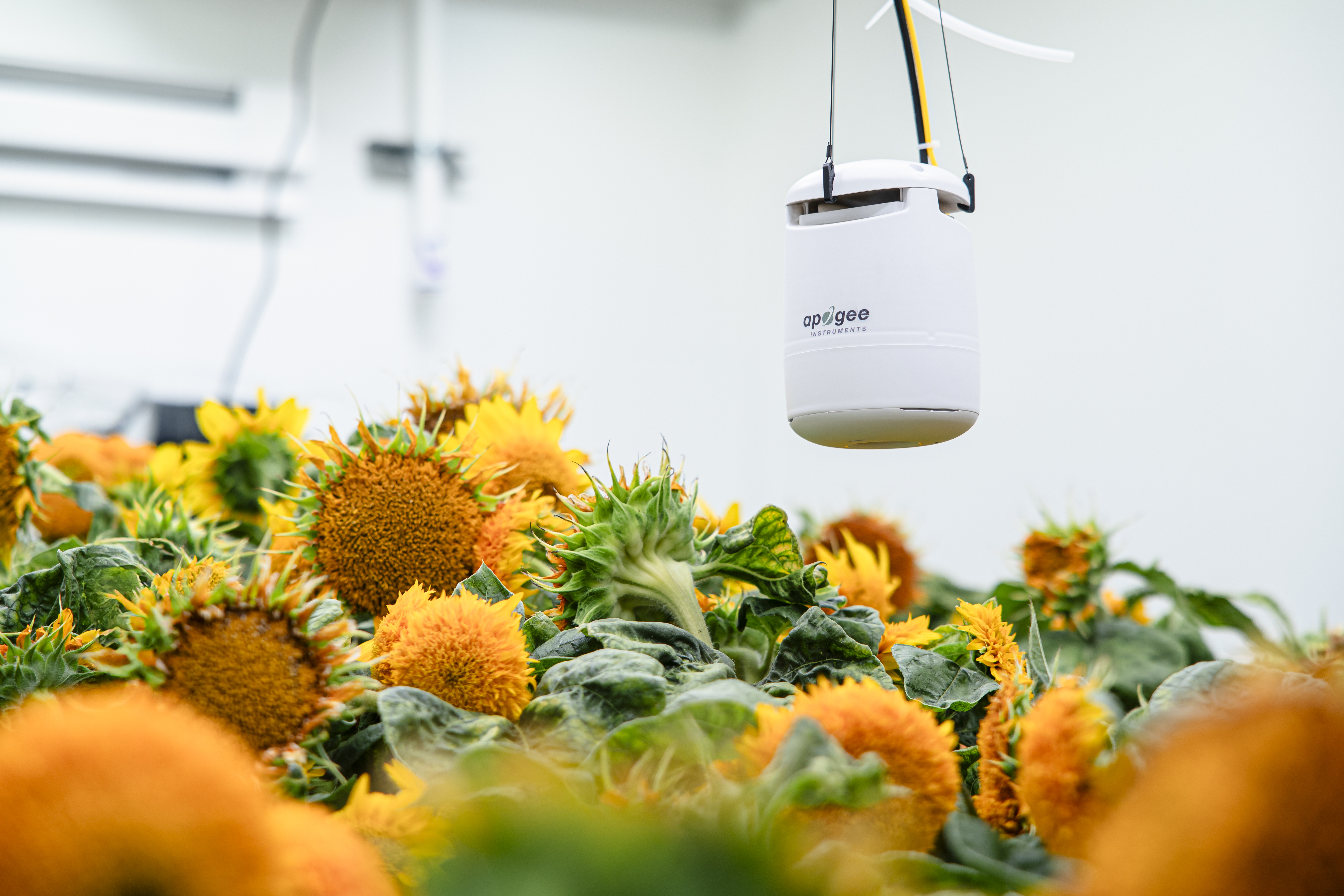 Apogee Guardian in a sunflower CEA